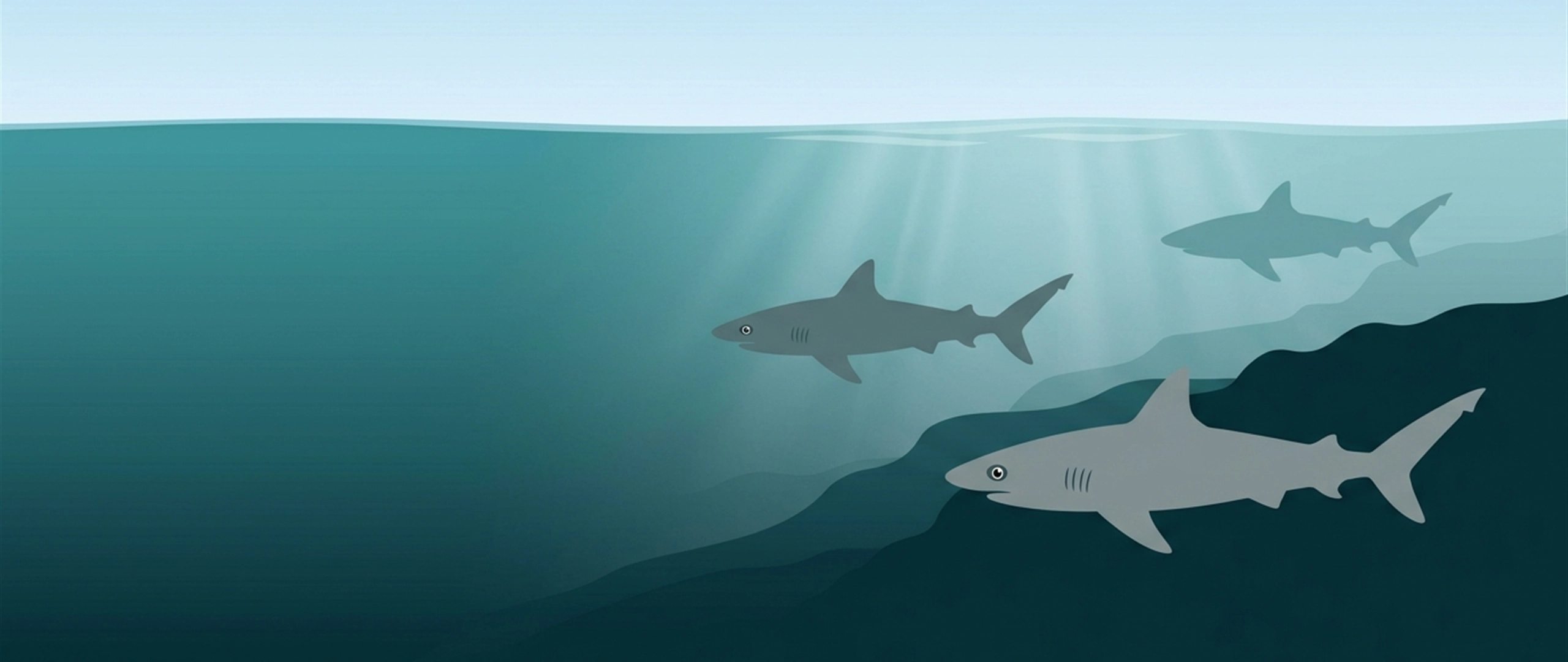 Illustration of three grey reef sharks patrolling along a reef edge